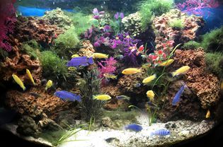 Cichlid tank decorated with live and fake plants