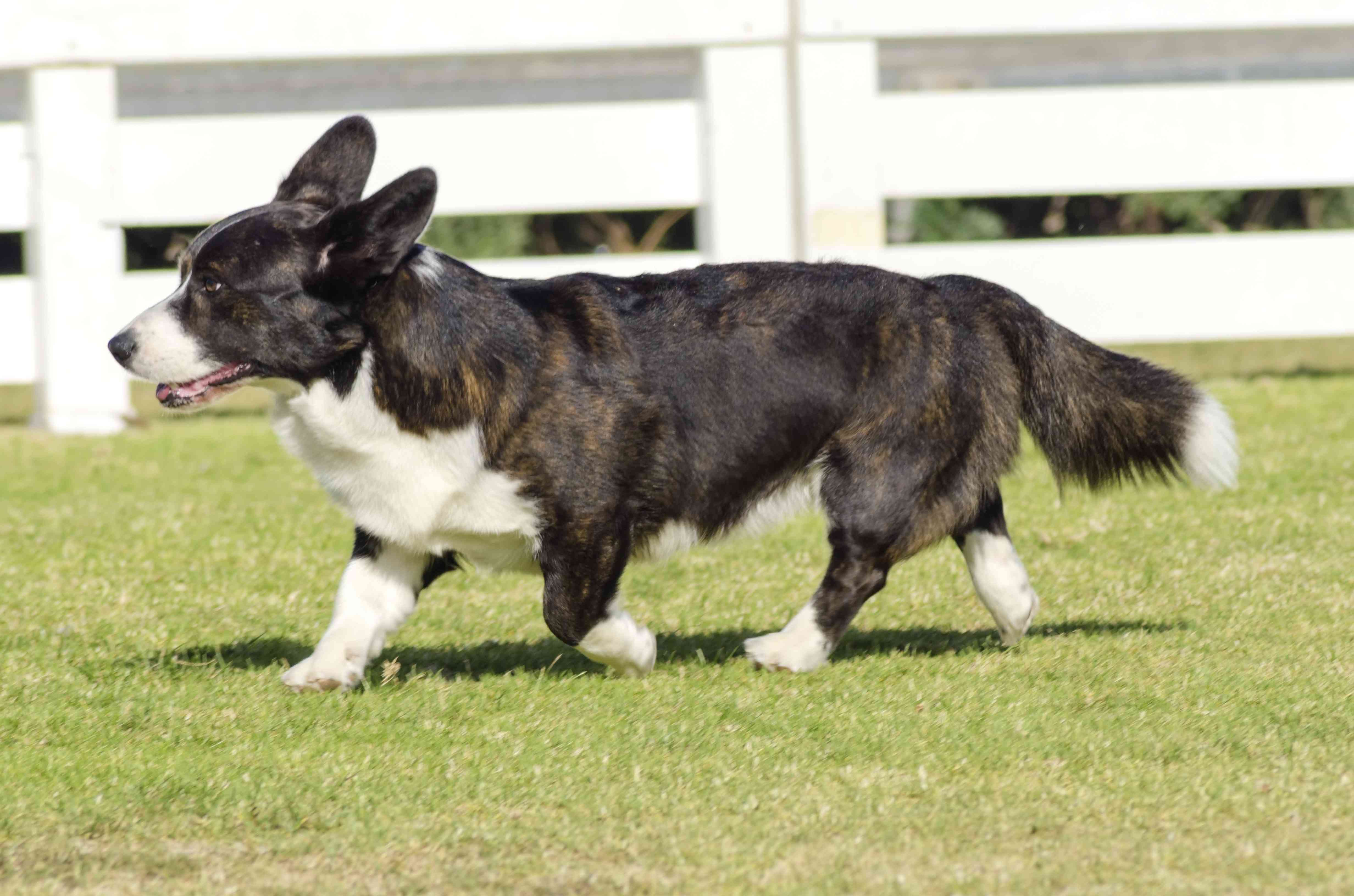 Cardigan Welsh Corgi outside