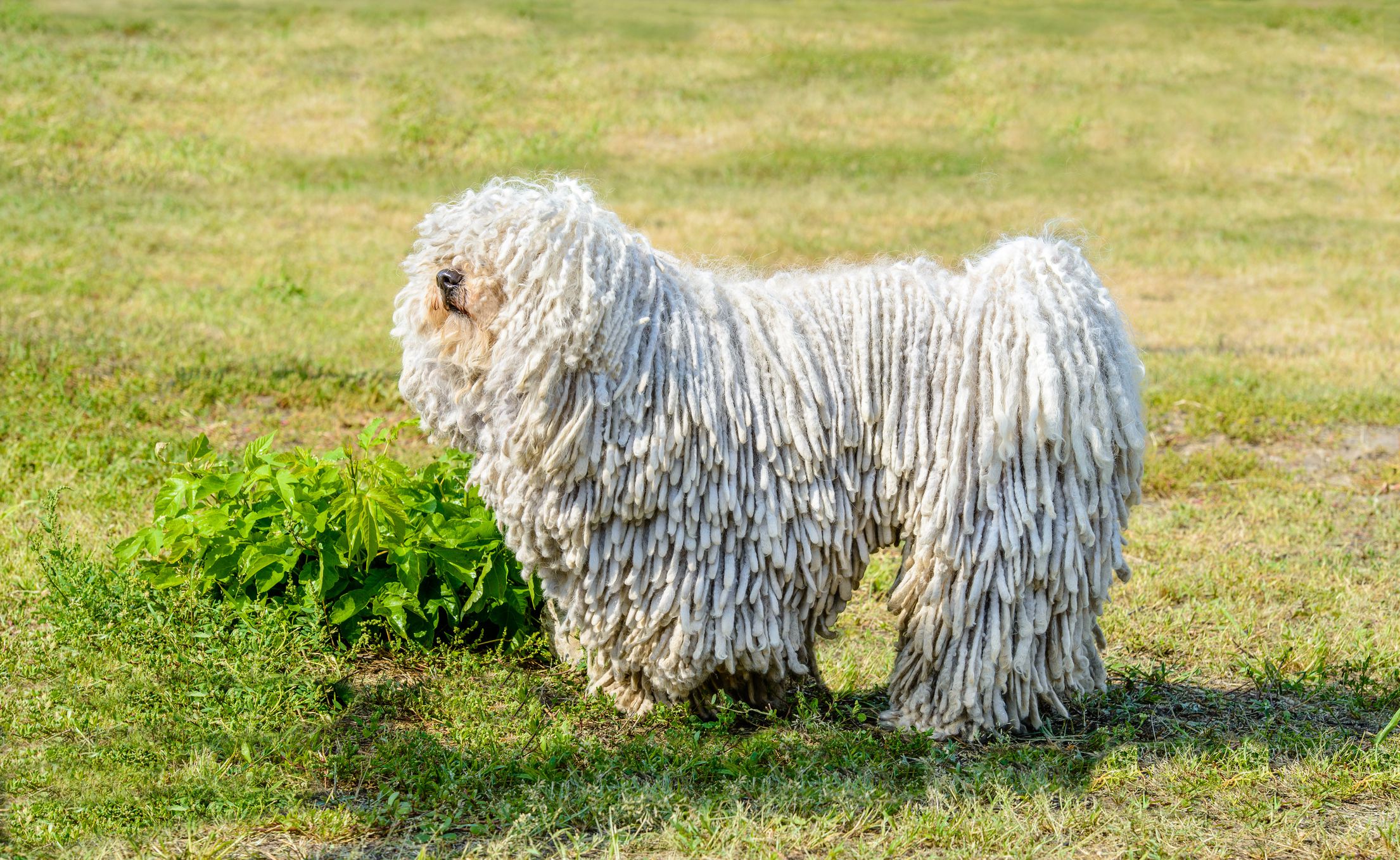 白色的牧羊犬作为狗