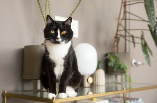 Black and white cat sitting on edge of glass top with decor items and houseplants