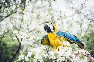 金刚鹦鹉坐在樱花树上