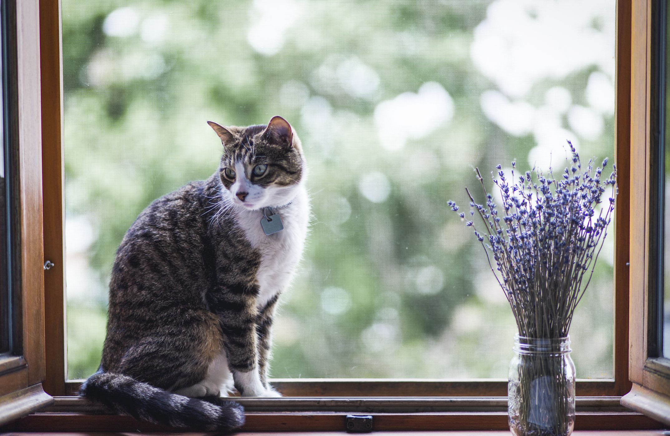 cat and lavender