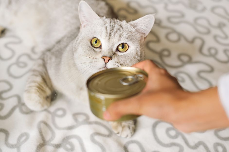 灰色的短毛猫和食物可以