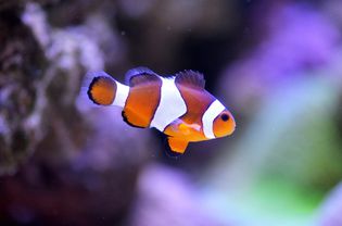 海里8个最可爱的水族馆小动物