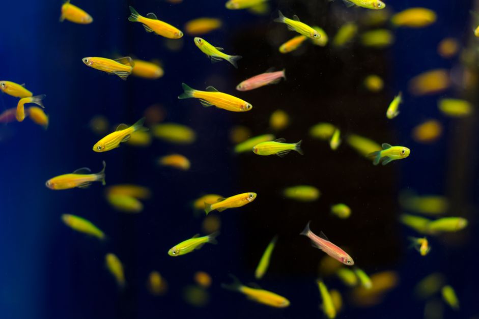 达尼奥在水族馆里钓鱼。