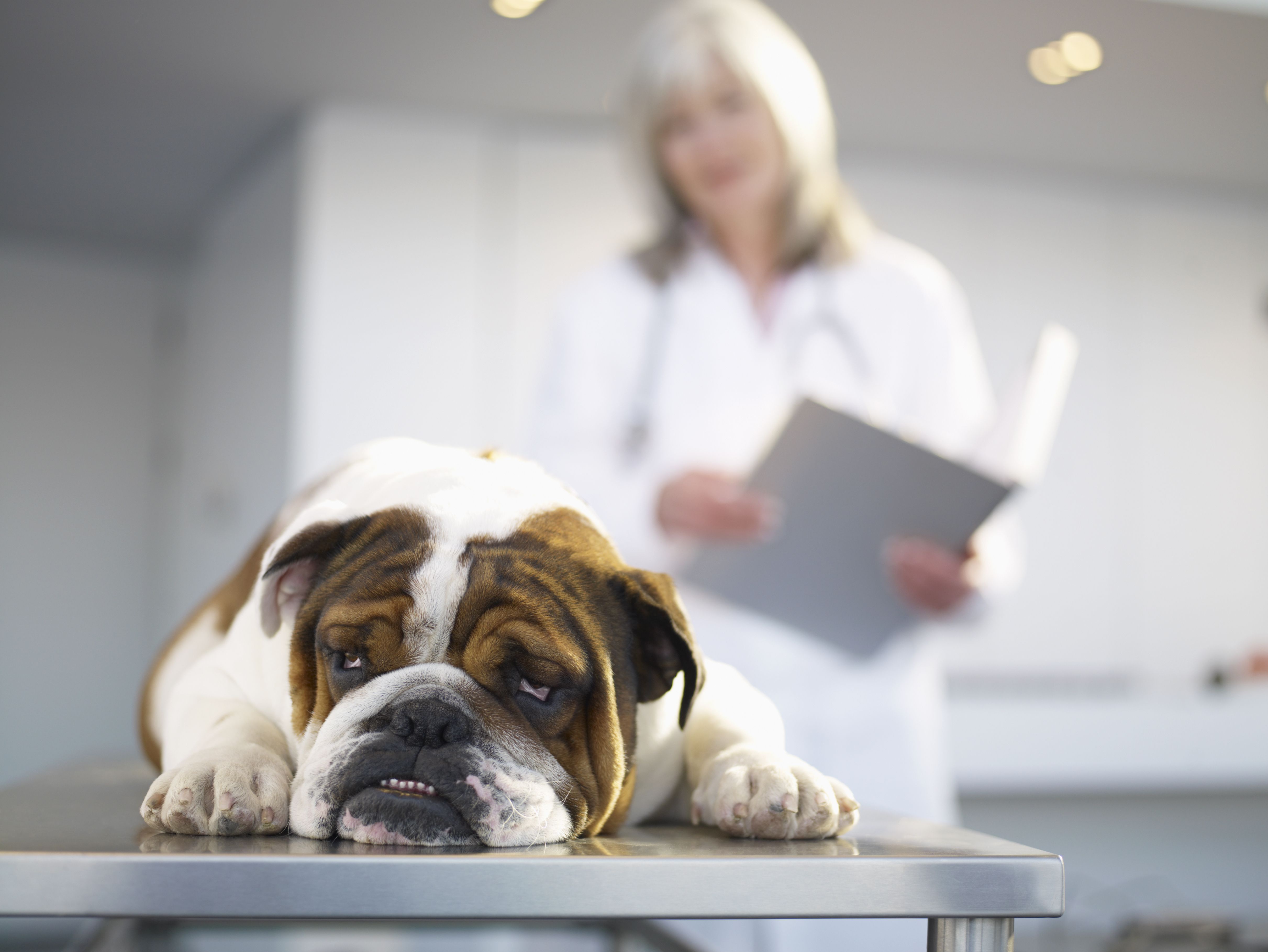 dog-vet-LWA-getty.jpg