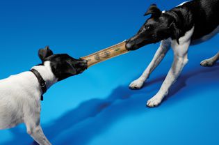 two dogs play tug of war over money