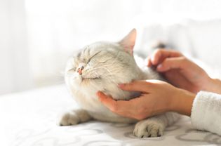 Scratching head of grey fat cat lying on sofa