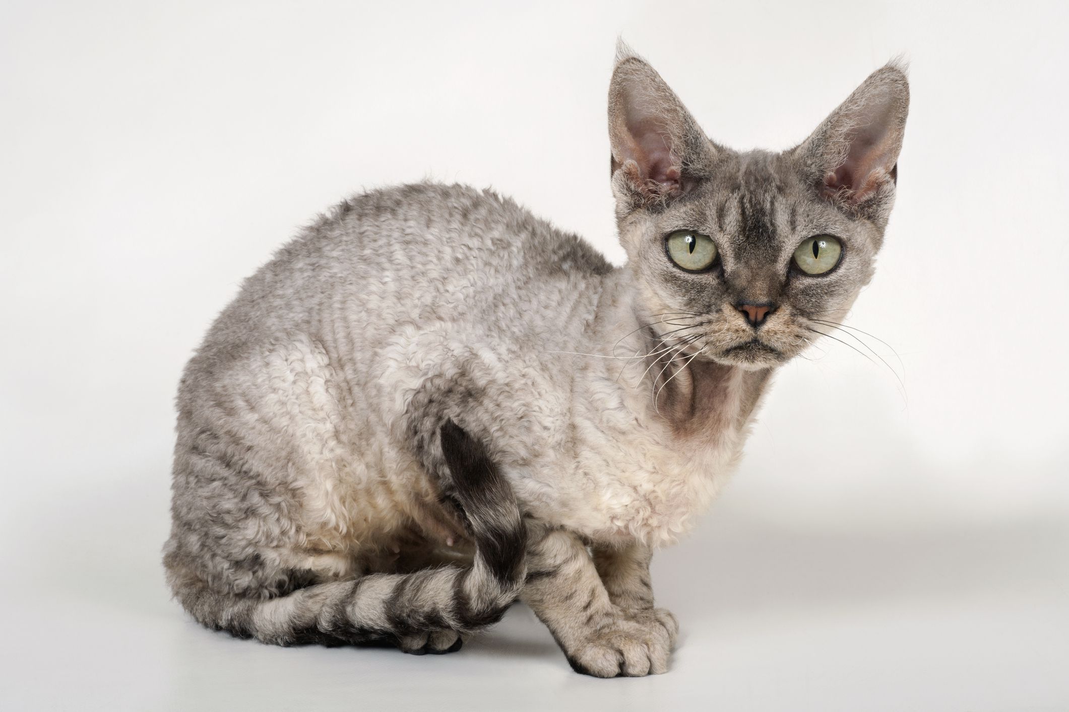 Purebred Devon Rex cat with green eyes, sitting, looking at camera, side view