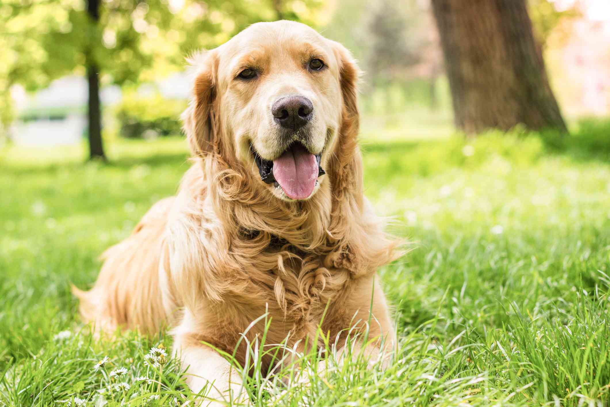 金毛猎犬躺在草地上