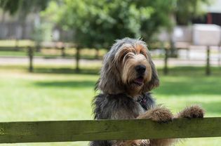 猎狼犬越过栅栏张望