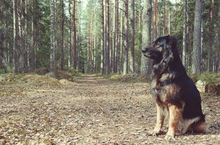 森林里的狗，狂犬病和狗