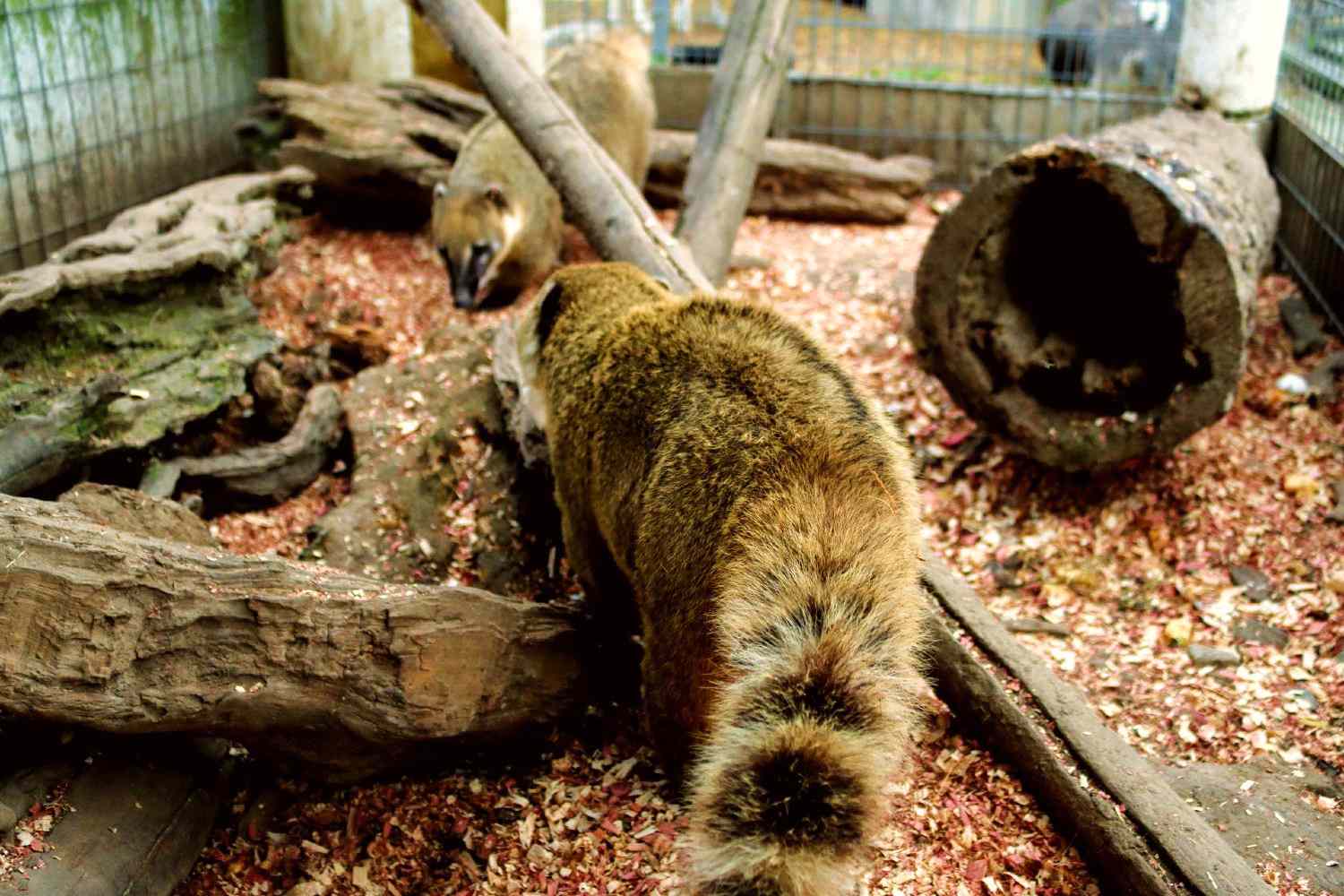 Coatimundi浣熊在封闭的栖息地与木制装置