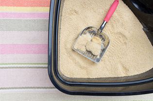 litter box with clumps of waste