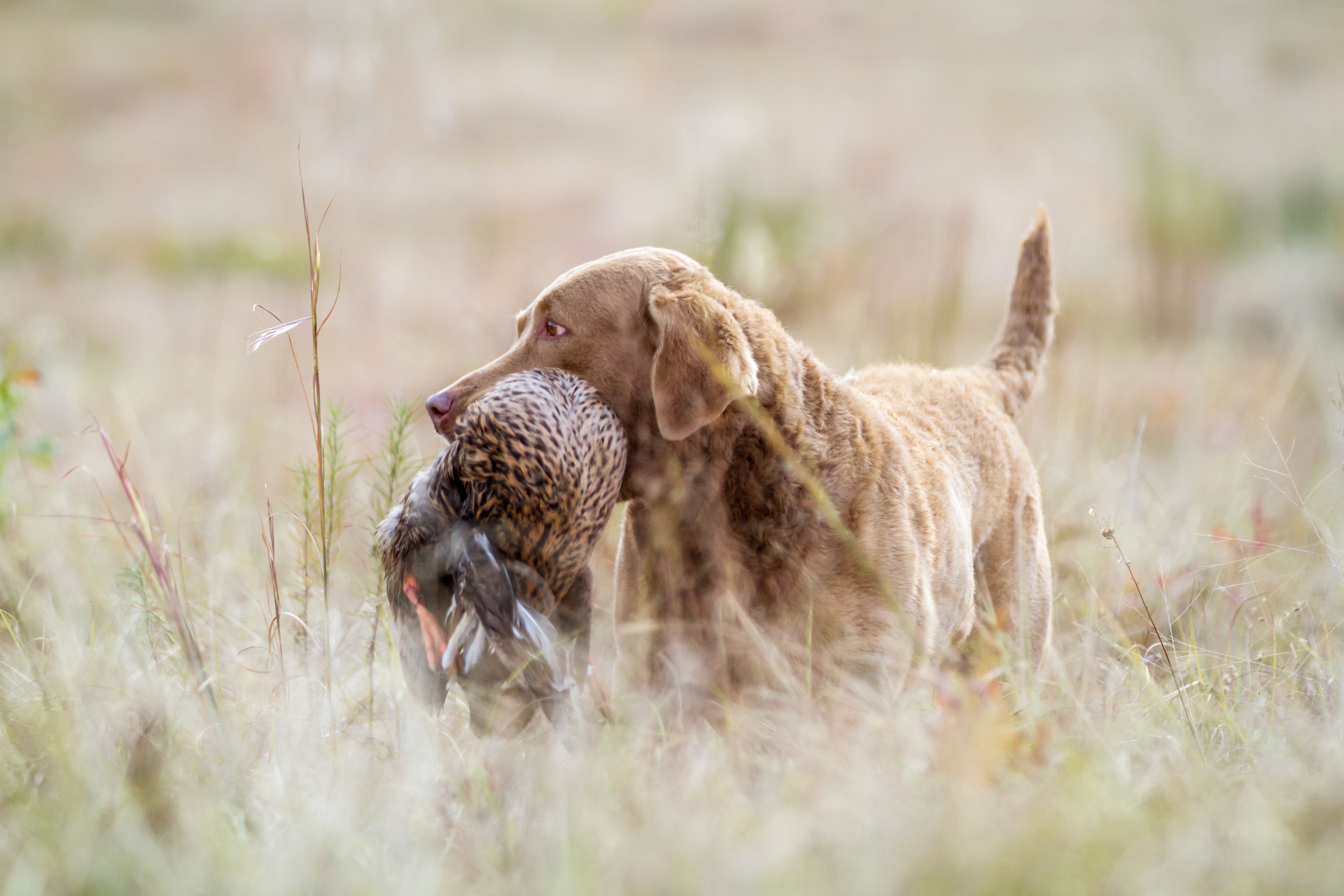 chesapeake bay retriever holds bird in mouth