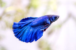 Betta fish with vibrant blue-purple and black scales swimming