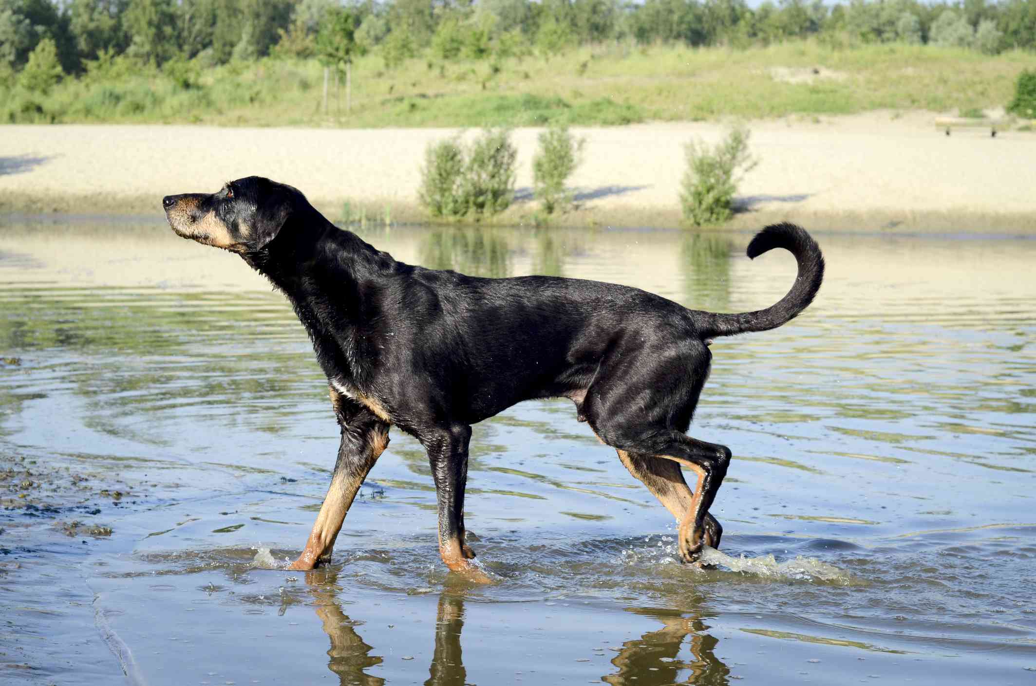 特兰西瓦尼亚猎犬在水中