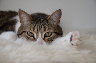 cat on white carpet