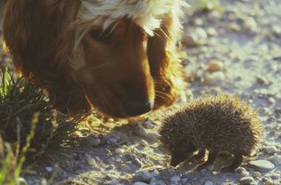 Close-up Of Hedgehog And Dog In Field