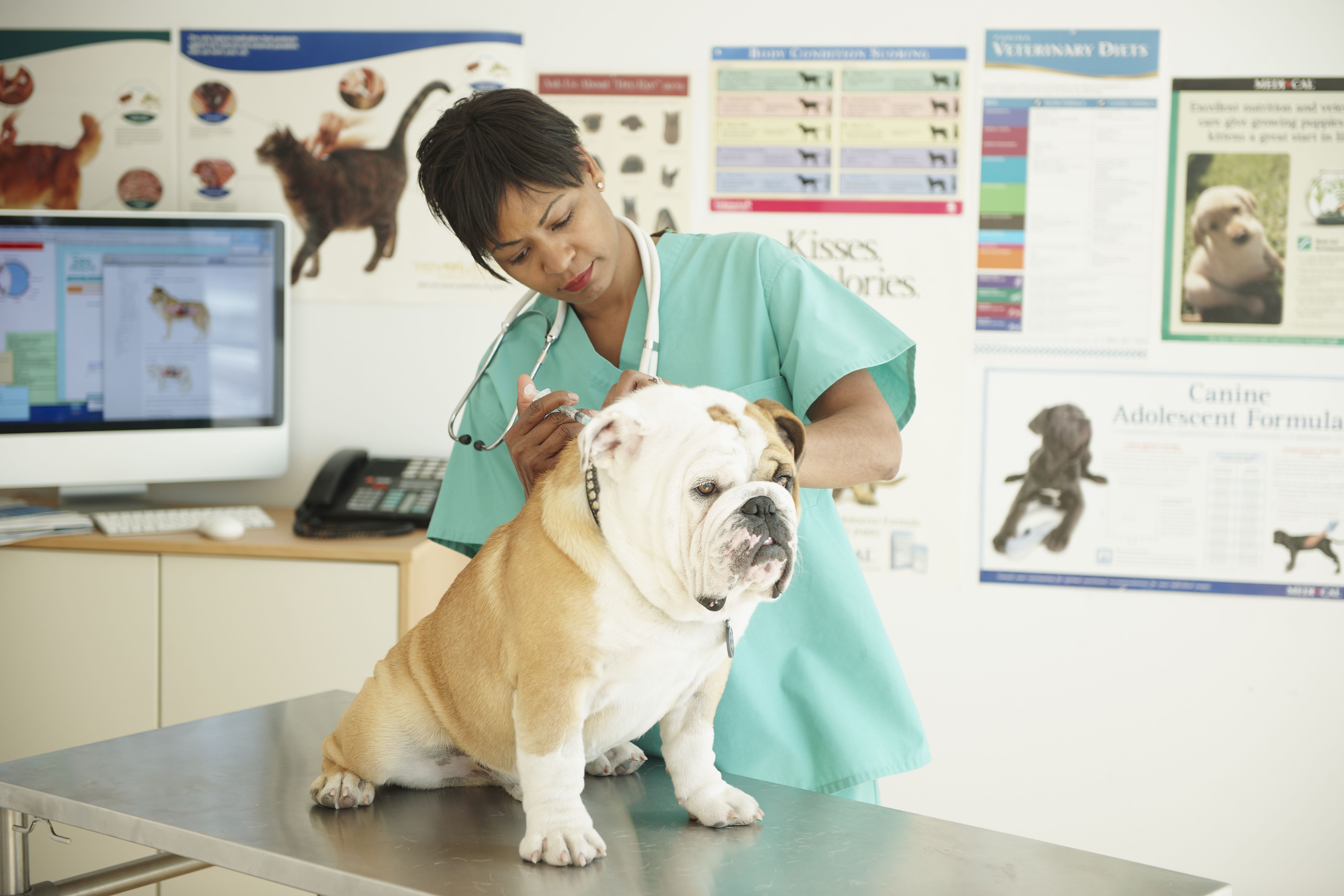 veterinarian gives english bulldog an injection at veterinarian's office