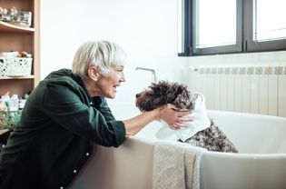 dog getting a bath