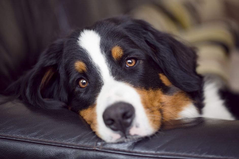 年轻的伯尔尼山犬