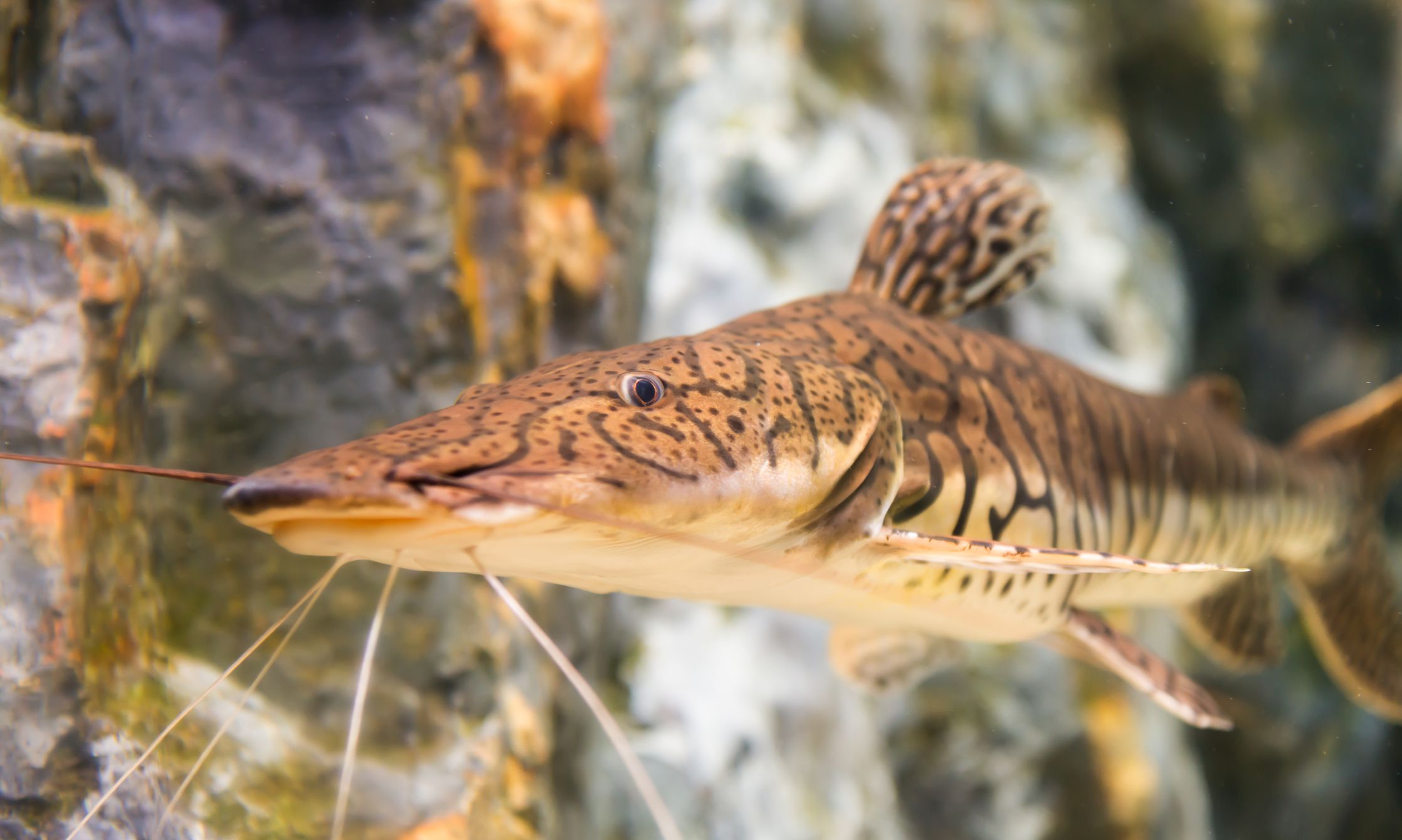 Tiger shovelnose catfish along rocky wall