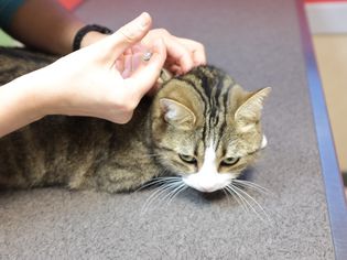 兽医在医院给猫打针的裁剪手的细节