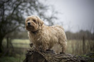 Norfolk terrier standing outdoors