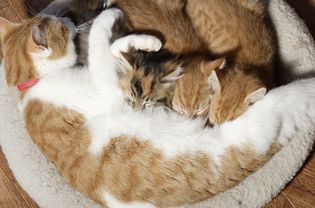 Three kittens suckling from their mother