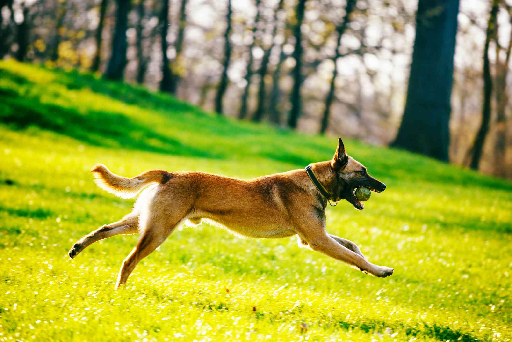 比利时马里诺犬在外面奔跑