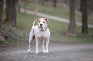 white and tan pit bull-mix stands on dirt road with trees behind him