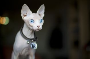 Sphynx cat