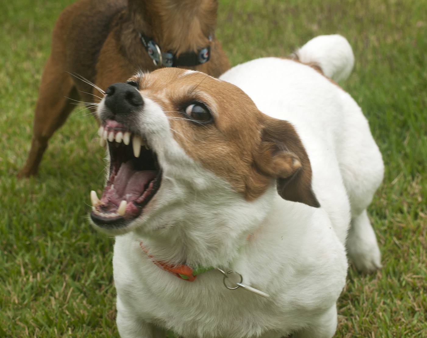 患狂犬病的狗狂吠