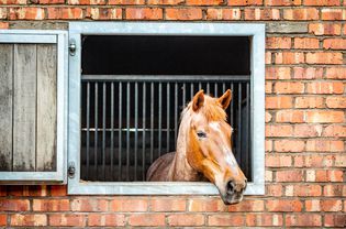 A Horse In A Stable Looking Out Of The Window