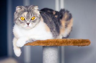 Cat sitting on scratching post