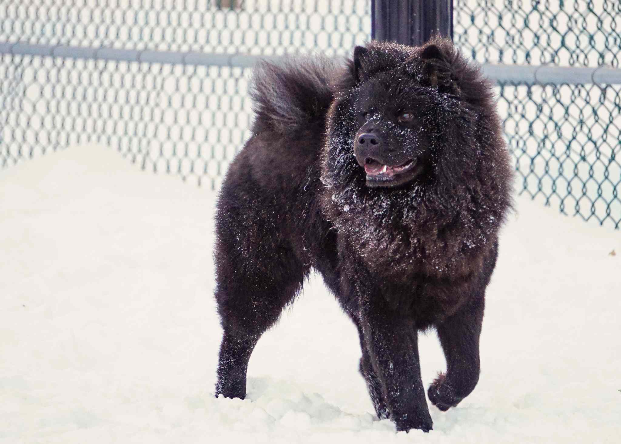 松狮犬在雪地里玩耍