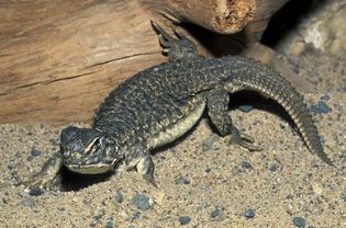 Bearded dragon (Uromastyx) on sand and gravel in front of a log