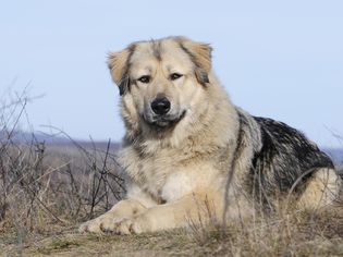 躺在田野里的白种牧羊人