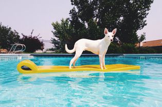 Portrait of Dog On Raft In Swimming Pool