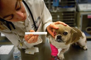 Dog being examined.