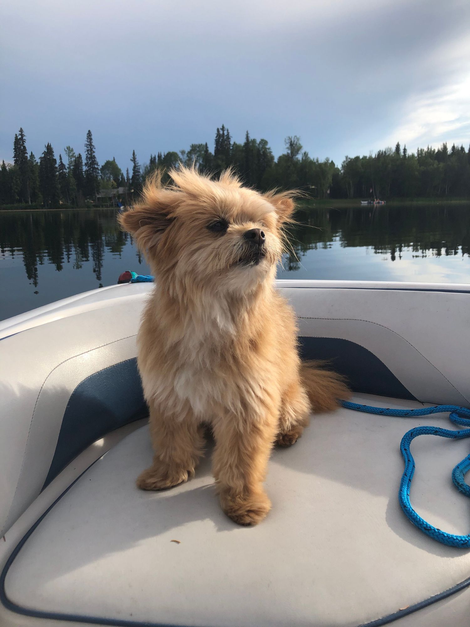 Brown pomapoo sitting on a boat.