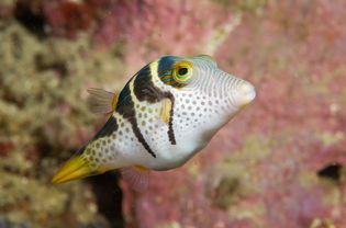 黑鞍托比(Canthigaster valentini)