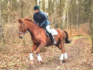 Rider and horse on a trail in autumn