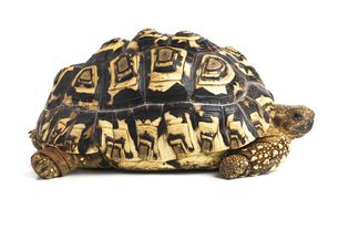 A leopard tortoise