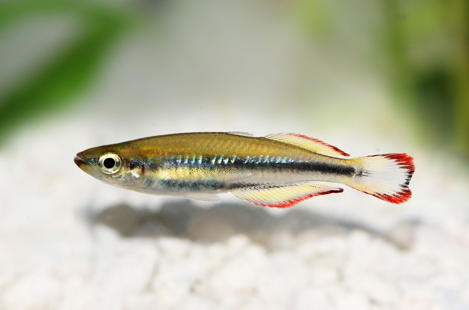 马达加斯加Rainbowfish