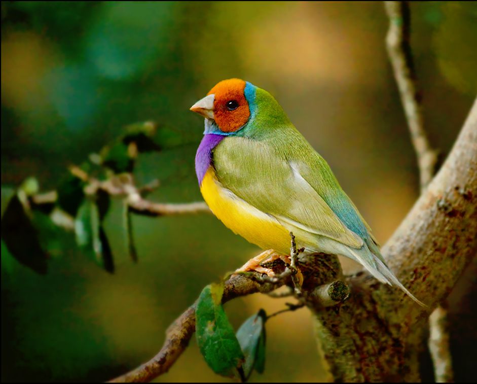 Lady gouldian finch