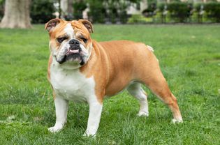 Tan and white bulldog with protruding jaw standing outside on grass