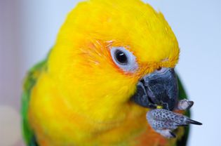 Jenday Conure, Jandaya长尾鹦鹉，Aratinga Jandaya