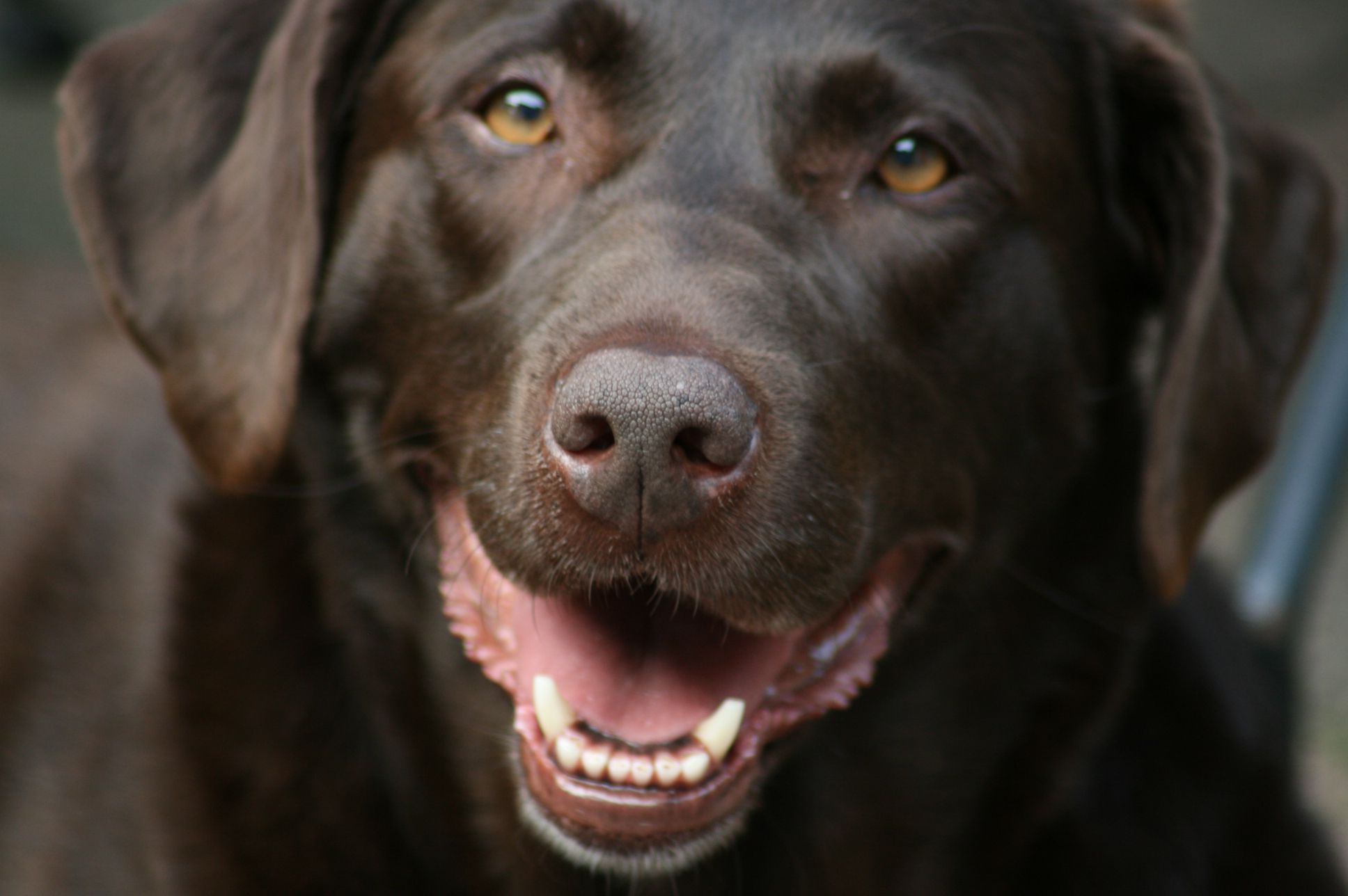 拉布拉多犬，牙龈和舌头正常呈粉红色